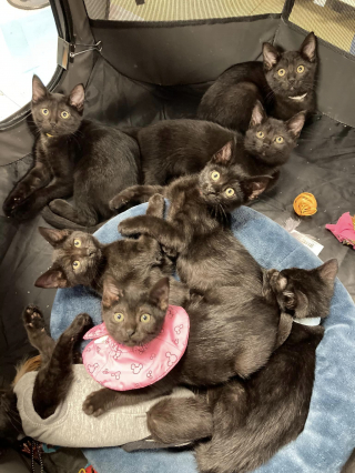 Illustration de l'article : Un foyer accueillant pour une mise bas délicate : le récit touchant d'une chatte éprouvée par son passé (vidéo)