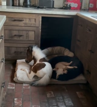 Illustration de l'article : Abandonné par sa maman, ce petit cheval a été « adopté » par les chiens de sa maison (vidéo)