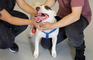 Illustration de l'article : Une association passe un chien "errant" au lecteur de puce et découvre qu'on le cherchait depuis 2 ans