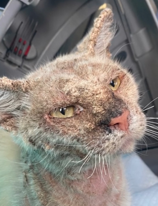 Illustration de l'article : Ce chat jeté aux ordures pleure tous les jours en attendant de trouver une nouvelle famille (vidéo)