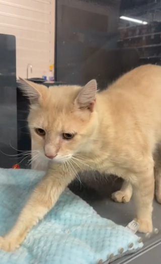Illustration de l'article : Ce chat jeté aux ordures pleure tous les jours en attendant de trouver une nouvelle famille (vidéo)
