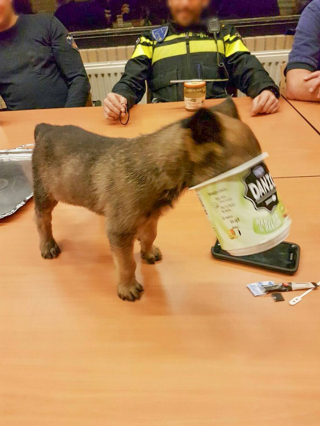 Illustration de l'article : 20 photos d'animaux ayant vite regretté de s'être laissé guider par leur gourmandise