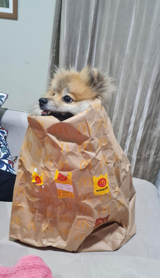 Illustration de l'article : 20 photos d'animaux ayant vite regretté de s'être laissé guider par leur gourmandise