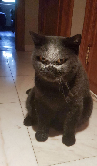 Illustration de l'article : 20 photos d'animaux ayant vite regretté de s'être laissé guider par leur gourmandise