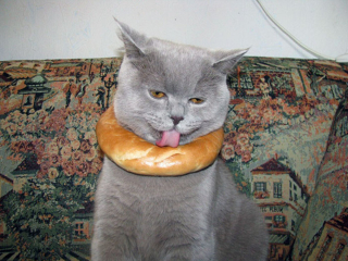 Illustration de l'article : 20 photos d'animaux ayant vite regretté de s'être laissé guider par leur gourmandise