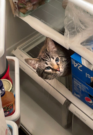 Illustration de l'article : 20 photos d'animaux ayant vite regretté de s'être laissé guider par leur gourmandise
