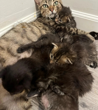 Illustration de l'article : Malheureuse au refuge, une maman chat se métamorphose lorsqu’elle franchit la porte d’un foyer d’accueil (vidéo)