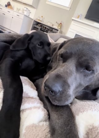 Illustration de l'article : Âgé et solitaire, un Labrador Retriever retrouve la joie de vivre grâce à l'arrivée d'un nouveau chiot (vidéo)