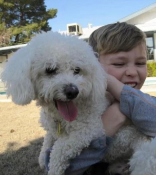 Illustration de l'article : Le récit inouï d'un chien disparu pendant 12 ans jusqu'à la détection de sa puce par un agent