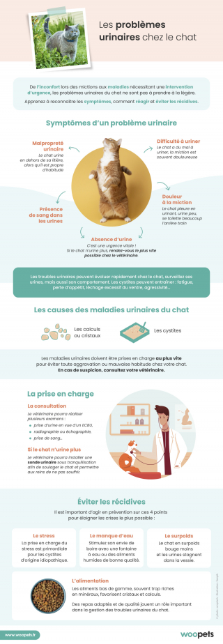 Illustration de l'article : Les problèmes urinaires chez le chat