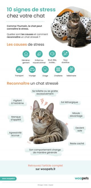 Illustration de l'article : 10 signes de stress chez votre chat
