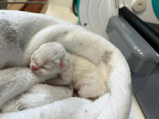 Illustration de l'article : Un éboueur découvre un chaton de 2 jours jetés parmi les ordures et change son destin