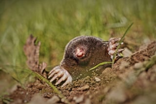 Illustration de l'article : Comment le flair d'une chienne a permis de retrouver une espèce animale invisible depuis 90 ans