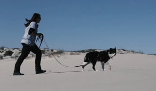 Illustration de l'article : Comment le flair d'une chienne a permis de retrouver une espèce animale invisible depuis 90 ans