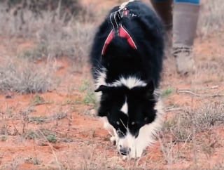 Illustration de l'article : Comment le flair d'une chienne a permis de retrouver une espèce animale invisible depuis 90 ans