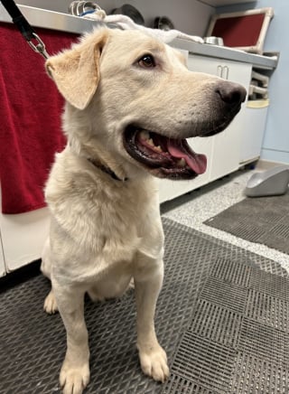 Illustration de l'article : Un chien sauvé de la maltraitance s'échappe du refuge et passe près de 3 semaines en mode survie dans les bois
