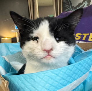 Illustration de l'article : Un chat rejeté car malade et une femme menant son propre combat pour la vie décident de relever ces défis ensemble