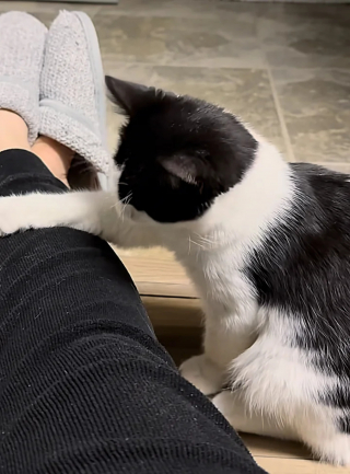 Illustration de l'article : Un chat rejeté car malade et une femme menant son propre combat pour la vie décident de relever ces défis ensemble