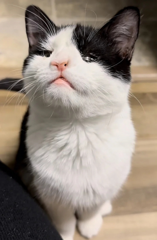 Illustration de l'article : Un chat rejeté car malade et une femme menant son propre combat pour la vie décident de relever ces défis ensemble