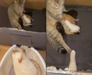 Illustration de l'article : Quand un chat mâle défie les stéréotypes en soutenant sa compagne pendant qu'elle allaite leurs petits (vidéo)