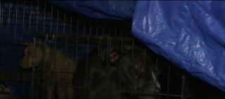 Illustration de l'article : Des dizaines de chiens maltraités découverts lors d'une opération de police contre les combats canins