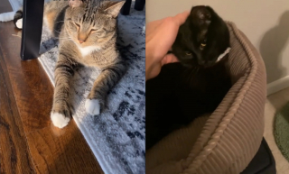 Illustration de l'article : Une chatte déprimée par l'absence de son frère hospitalisé a une réaction bouleversante à son retour (vidéo)