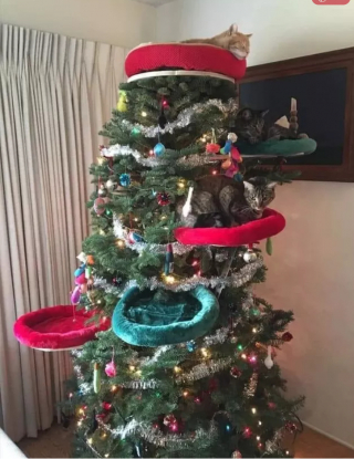 Illustration de l'article : 14 photos de chats qui ont fait regretter à leurs propriétaires d'avoir ressorti le sapin de Noël