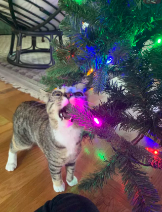 Illustration de l'article : 14 photos de chats qui ont fait regretter à leurs propriétaires d'avoir ressorti le sapin de Noël
