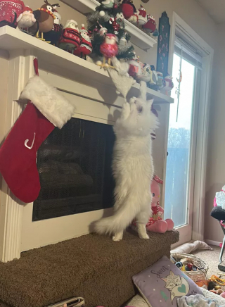 Illustration de l'article : 14 photos de chats qui ont fait regretter à leurs propriétaires d'avoir ressorti le sapin de Noël