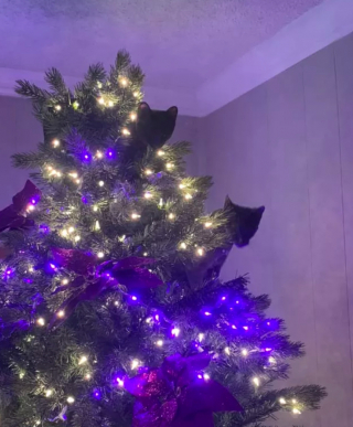 Illustration de l'article : 14 photos de chats qui ont fait regretter à leurs propriétaires d'avoir ressorti le sapin de Noël