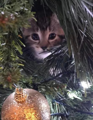 Illustration de l'article : 14 photos de chats qui ont fait regretter à leurs propriétaires d'avoir ressorti le sapin de Noël