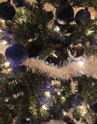 Illustration de l'article : 14 photos de chats qui ont fait regretter à leurs propriétaires d'avoir ressorti le sapin de Noël