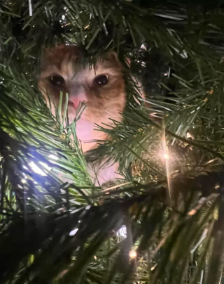 Illustration de l'article : 14 photos de chats qui ont fait regretter à leurs propriétaires d'avoir ressorti le sapin de Noël