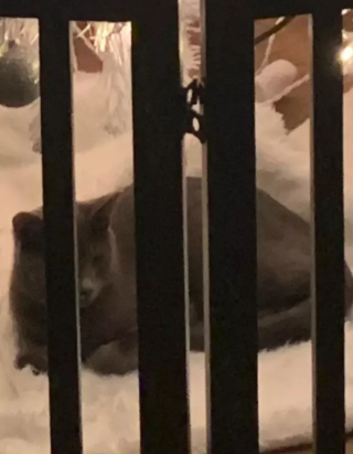Illustration de l'article : 14 photos de chats qui ont fait regretter à leurs propriétaires d'avoir ressorti le sapin de Noël