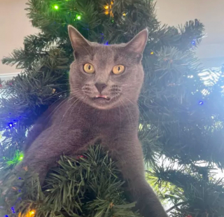 Illustration de l'article : 14 photos de chats qui ont fait regretter à leurs propriétaires d'avoir ressorti le sapin de Noël