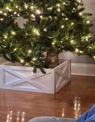 Illustration de l'article : 14 photos de chats qui ont fait regretter à leurs propriétaires d'avoir ressorti le sapin de Noël