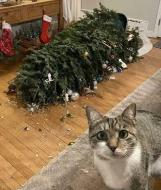 Illustration de l'article : 14 photos de chats qui ont fait regretter à leurs propriétaires d'avoir ressorti le sapin de Noël