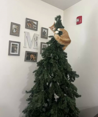 Illustration de l'article : 14 photos de chats qui ont fait regretter à leurs propriétaires d'avoir ressorti le sapin de Noël