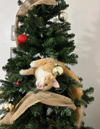 Illustration de l'article : 14 photos de chats qui ont fait regretter à leurs propriétaires d'avoir ressorti le sapin de Noël