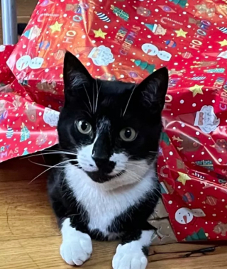 Illustration de l'article : 19 chats qui vouent une véritable fascination pour les emballages cadeaux de Noël