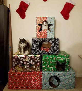 Illustration de l'article : 19 chats qui vouent une véritable fascination pour les emballages cadeaux de Noël