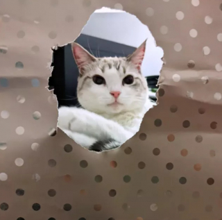 Illustration de l'article : 19 chats qui vouent une véritable fascination pour les emballages cadeaux de Noël
