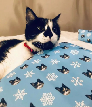 Illustration de l'article : 19 chats qui vouent une véritable fascination pour les emballages cadeaux de Noël