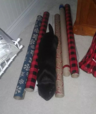 Illustration de l'article : 19 chats qui vouent une véritable fascination pour les emballages cadeaux de Noël