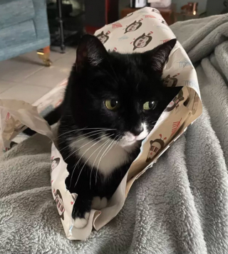 Illustration de l'article : 19 chats qui vouent une véritable fascination pour les emballages cadeaux de Noël