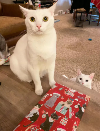 Illustration de l'article : 19 chats qui vouent une véritable fascination pour les emballages cadeaux de Noël