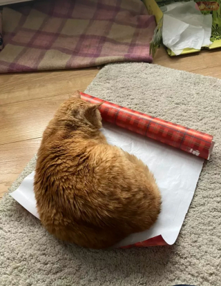 Illustration de l'article : 19 chats qui vouent une véritable fascination pour les emballages cadeaux de Noël