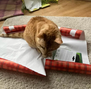 Illustration de l'article : 19 chats qui vouent une véritable fascination pour les emballages cadeaux de Noël