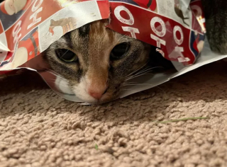Illustration de l'article : 19 chats qui vouent une véritable fascination pour les emballages cadeaux de Noël