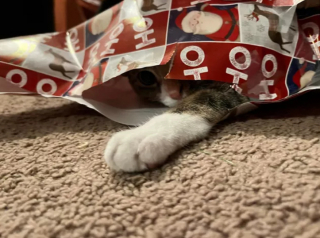 Illustration de l'article : 19 chats qui vouent une véritable fascination pour les emballages cadeaux de Noël